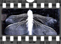Ransom Seaborn Movie